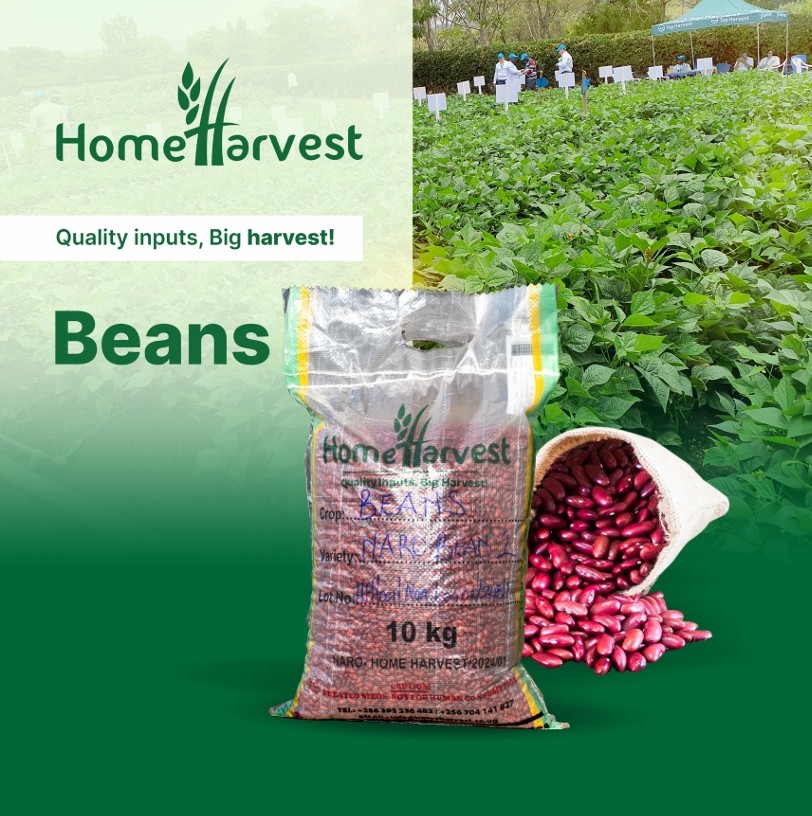 Naro Bean 2 – Your Key to a Bountiful Harvest